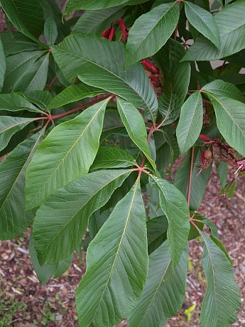 Compound Leaves