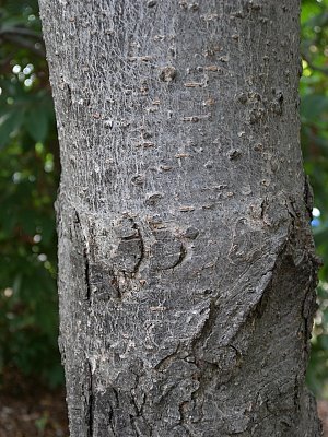 Trunk Bark of Young Tree