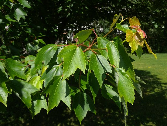 Several Leaves
