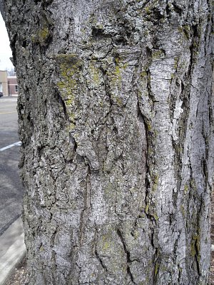 Trunk Bark