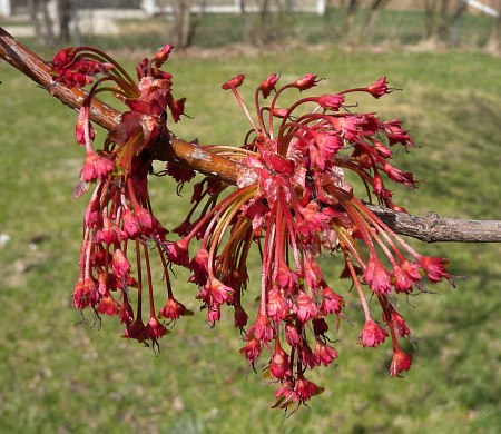 Older Female Flowers
