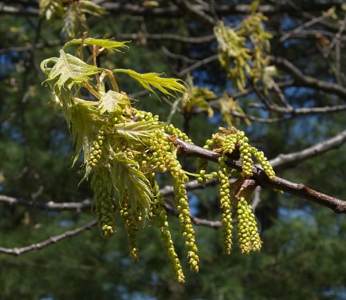Catkins of Male Flowers