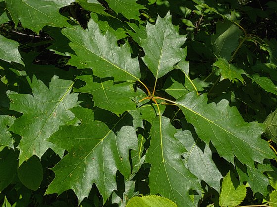 Mature Leaves