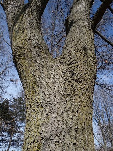 Upper Trunk & Lower Branches