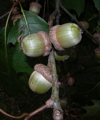 Immature Acorns