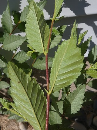 Underside of Leaves