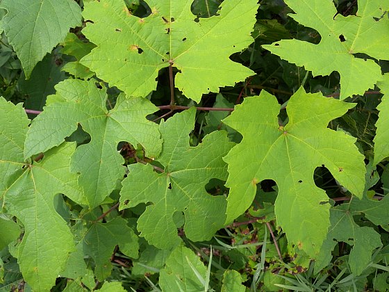 Several Leaves