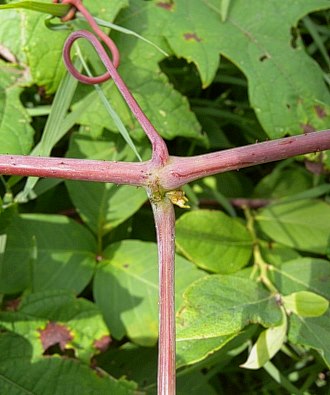 Stem, Tendril, & Petiole