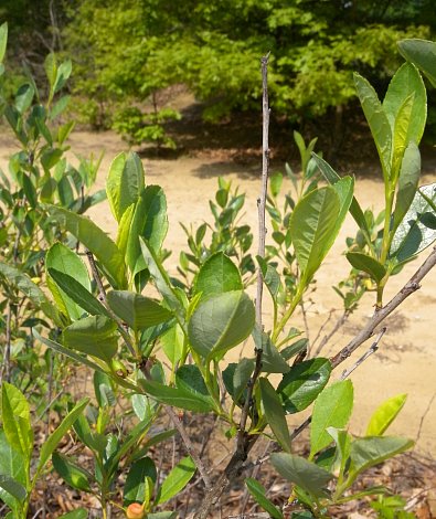 Small Shrubs