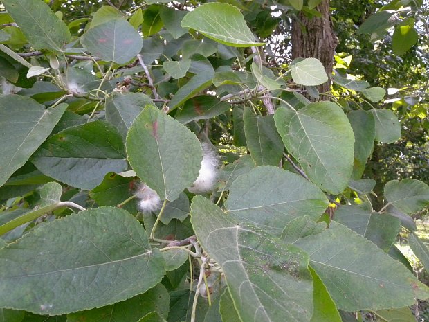 Leafy Branches & Cottony Seeds