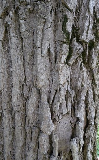 Trunk Bark