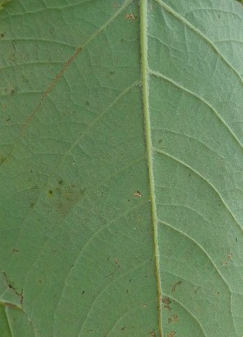 Leaf Underside