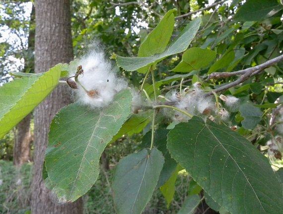 Leafy Branch & Cottony Seeds