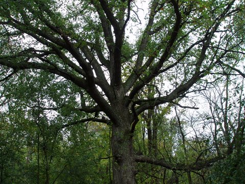 Silhouette of Mature Tree