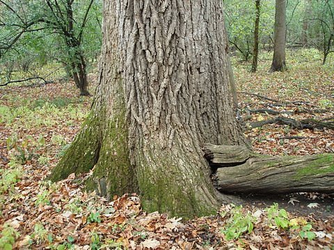 Lower Trunk