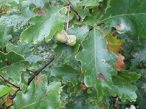 Leafy Twigs & Acorns