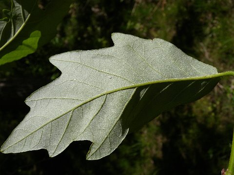 Leaf Underside
