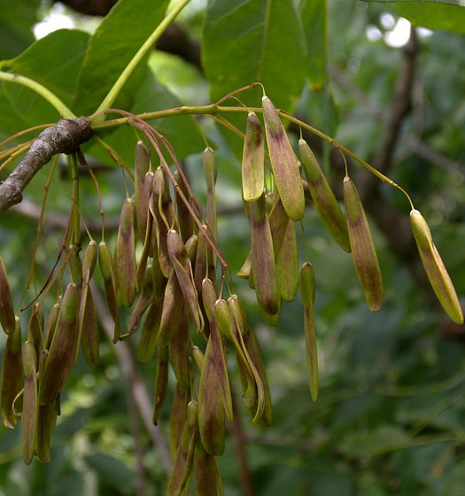 Drooping Samaras