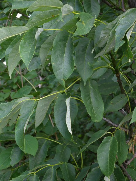 Leafy Branches