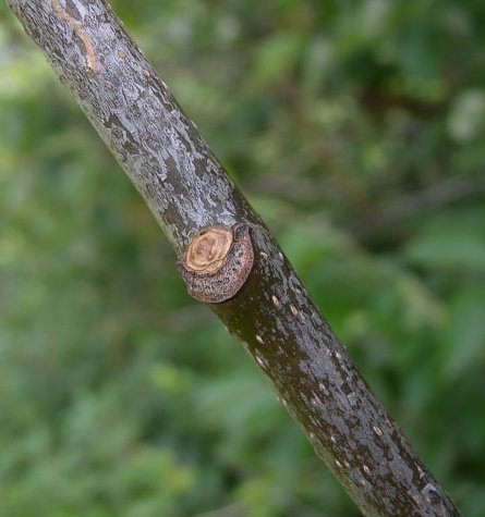 Petiole Scar on Twig