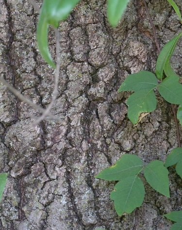 Trunk Bark