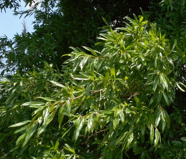 Leafy Branches of Tree