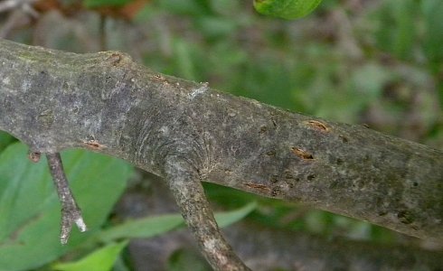 Small Branch