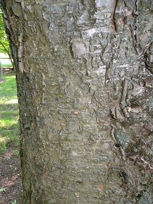Trunk Bark