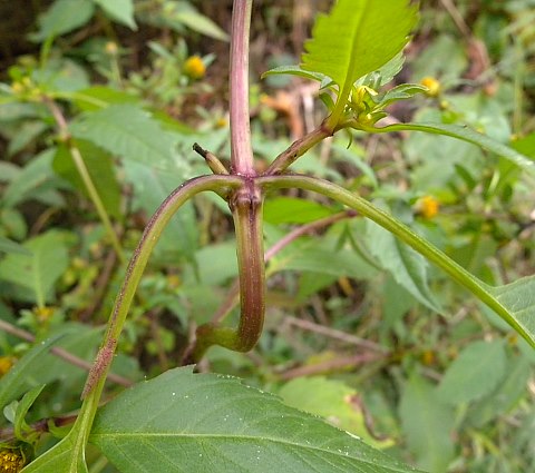 Stem & Petioles