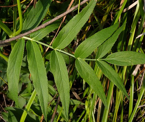 Alternate Leaf