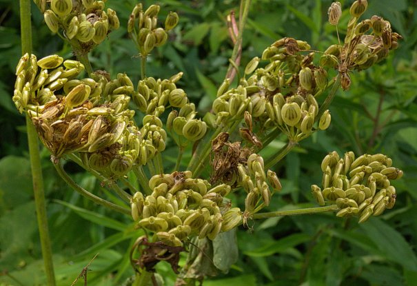 Compound Umbel of Fruits