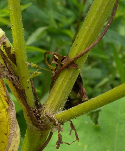 Close-up of Stem & Petioles