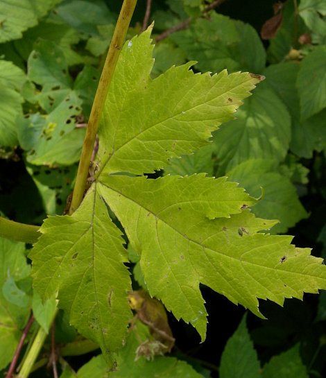 Upper Leaf